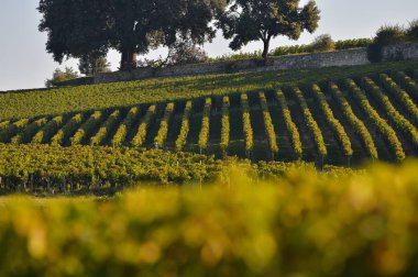 Saint-Emilion-bağ manzara-bağ güney batısında Fransa