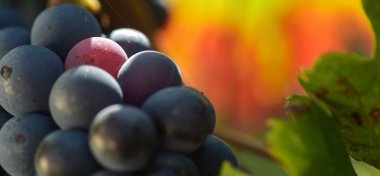 Bordeaux üzüm asma dan kırmızı üzüm