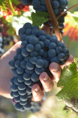 Bordeaux üzüm asma dan kırmızı üzüm