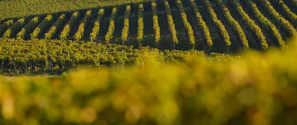 Saint Emilion Vineyard Landscape Vineyard South West France — Stock Photo, Image