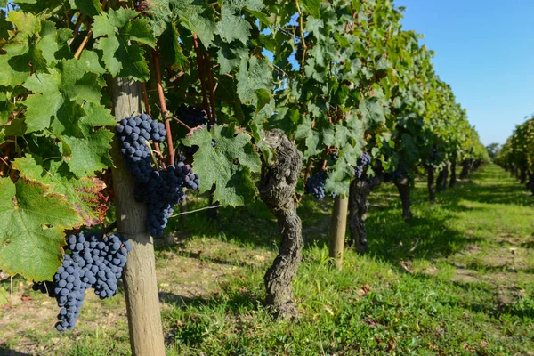 红葡萄从葡萄藤在波尔多葡萄园 — 图库照片