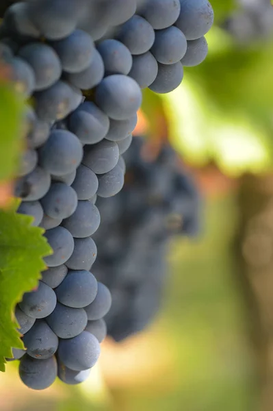 Rode Druif Van Wijnstok Bordeaux Wijngaard — Stockfoto