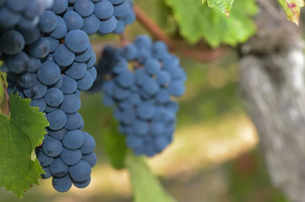 Uva Roja Vid Viñedo Burdeos —  Fotos de Stock