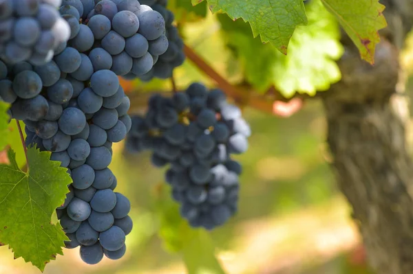 Red Grape Vine Bordeaux Vineyard — Stock Photo, Image