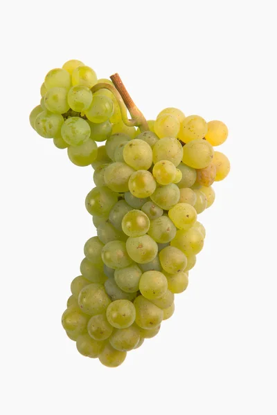 Frische Grüne Trauben Isoliert Auf Weißem Sauvignon — Stockfoto