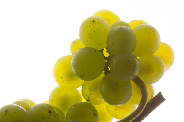 Verse Groene Druiven Geïsoleerd Wit Sauvignon — Stockfoto