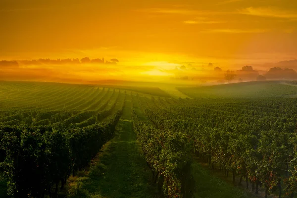 Sunrise Vinice Bordeaux Vinice Francie — Stock fotografie
