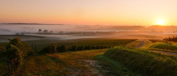 Sonnenaufgang Weinberg Von Bordeaux Frankreich — Stockfoto