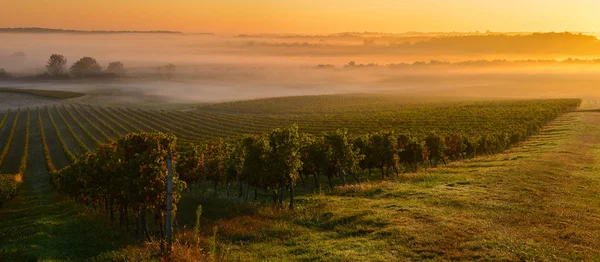 Vineyard Sunrise Bordeaux Vineyard France — Fotografia de Stock