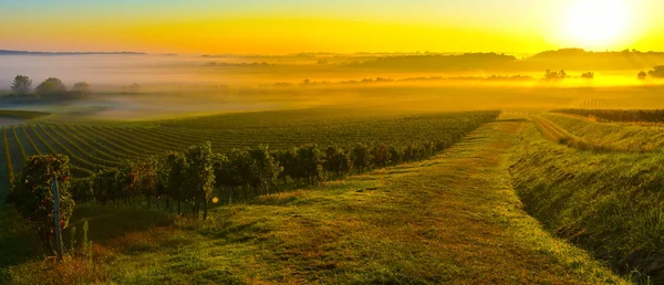 Sonnenaufgang Weinberg Von Bordeaux Frankreich — Stockfoto