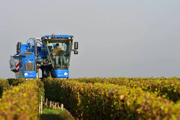 Mechanical Harvesting Grapes Vineyard Bordeaux — Stock Photo, Image