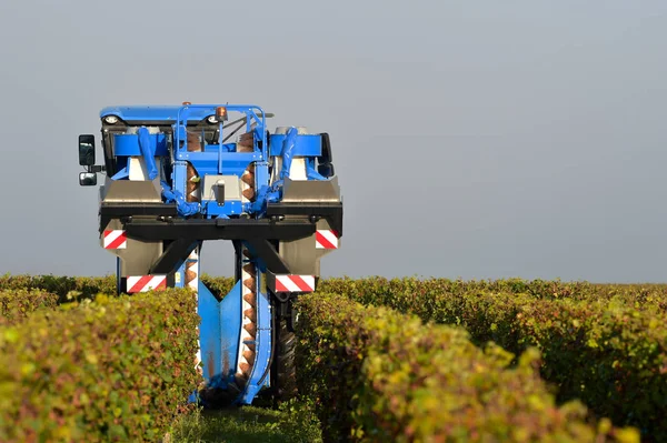 Mechanical Harvesting Grapes Vineyard Bordeaux — Stock Photo, Image