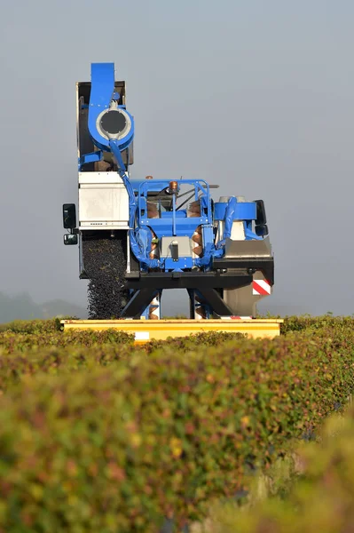 Memanen Anggur Secara Mekanis Kebun Anggur Bordeaux — Stok Foto