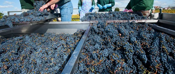 Harvest Vineyards Bordeaux France — Stock Photo, Image