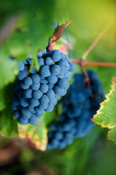 Vinné Hrozny Merlot Tmavě Modré Barevné Odrůdy Moštové Francie — Stock fotografie