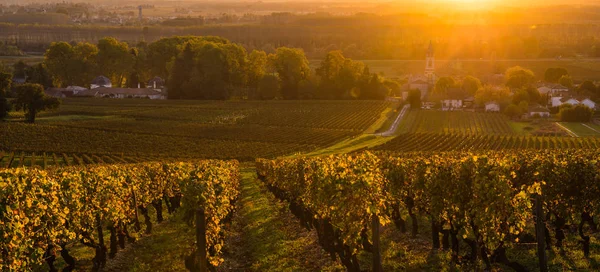 Bağ Gündoğumu Bordeaux Üzüm Bağı Fransa — Stok fotoğraf