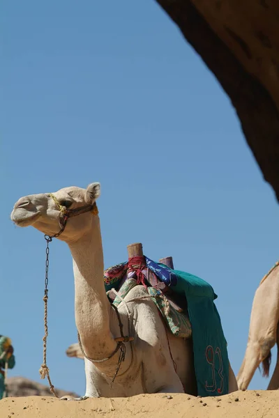 Egypten - kamelen i öknen-Aswan — Stockfoto