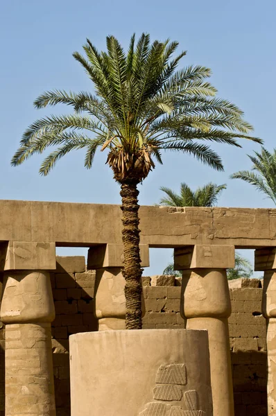 Palma de Egipto en el Templo de Karnak —  Fotos de Stock