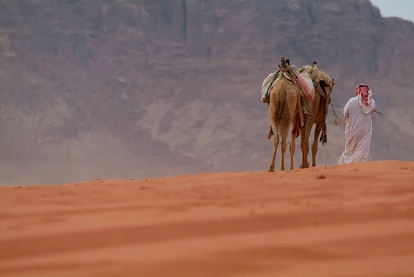 Wielbłądy w wadi rum, Jordania — Zdjęcie stockowe