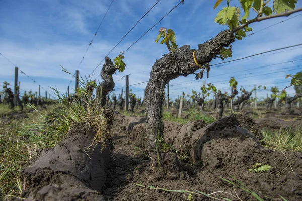 Maquinaria agrícola tractor arando en un viñedo entre el r — Foto de Stock