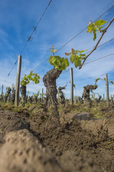 Macchina agricola aratura trattore in un vigneto tra la r — Foto Stock