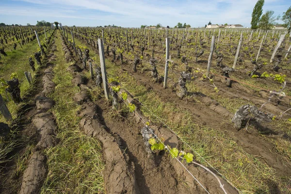 Trator de máquina agrícola arado em uma vinha entre o r — Fotografia de Stock