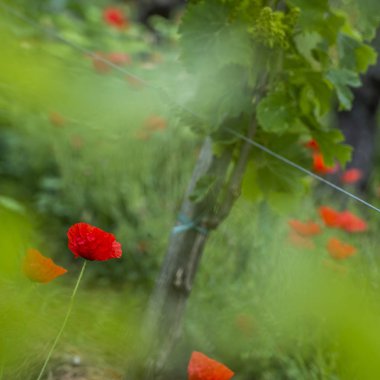 Bağ countrysi Fransa haşhaş bölgede Bordeaux şarap