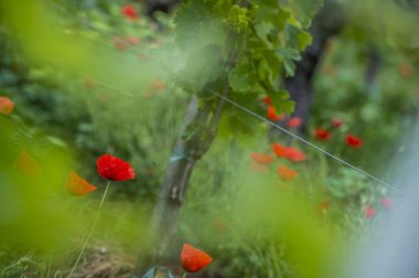 Bağ countrysi Fransa haşhaş bölgede Bordeaux şarap