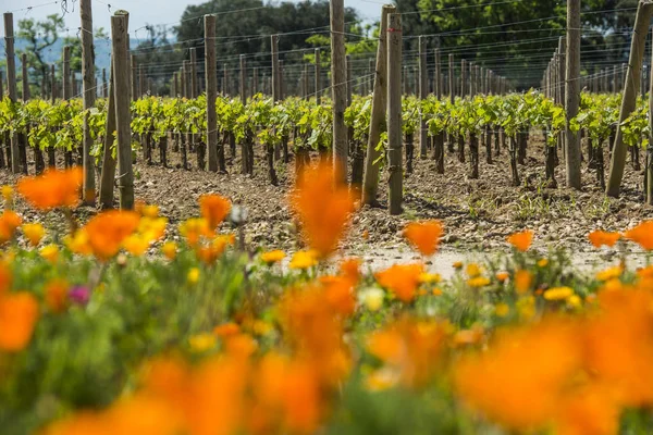 Bordeaux wine region in france flowers in the vineyard countrysi — Stock Photo, Image