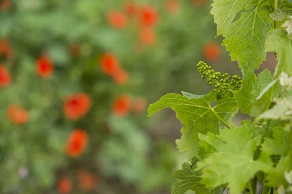 Bordeaux Weinregion in Frankreich Mohn im Weinberg countrysi — Stockfoto