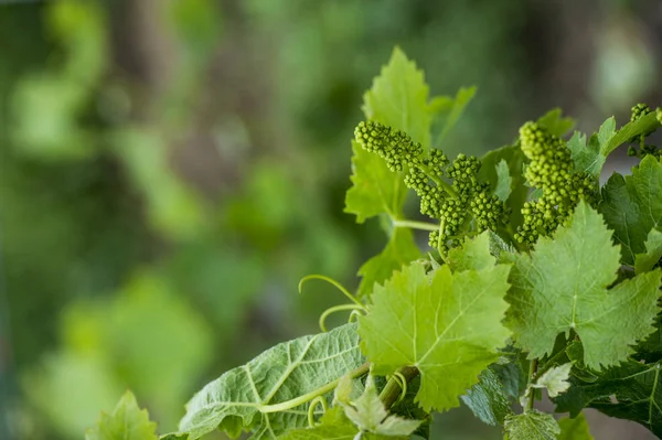 Bordeaux Weinregion in Frankreich Mohn im Weinberg countrysi — Stockfoto