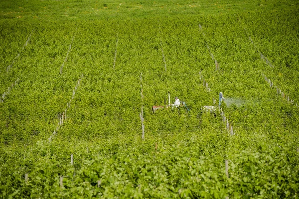 Agricultural chemical treatments in spring vineyard france
