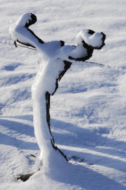 Üzüm bağları kar kaplı