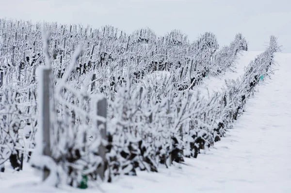 Snow covered vineyards