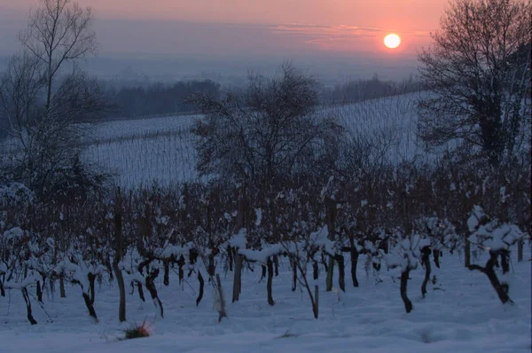 Vinhas cobertas de neve — Fotografia de Stock