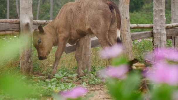 Kalven liggande på staw — Stockvideo