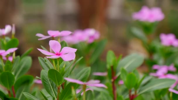 Tle kwiatów, tropikalny kwiat różowy Adium — Wideo stockowe