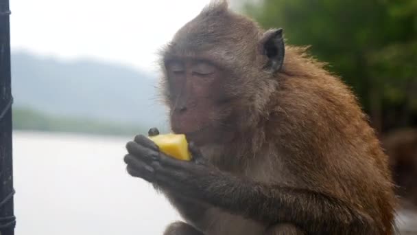 Monkey eating food from human tourist, Thailand — Stock Video