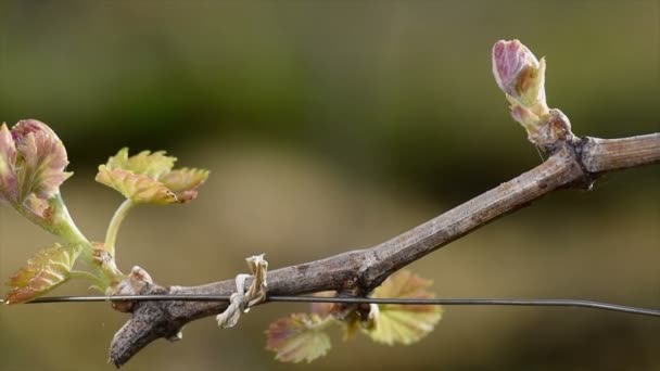 Vingård, ny tillväxt spirande ut från grapevine — Stockvideo