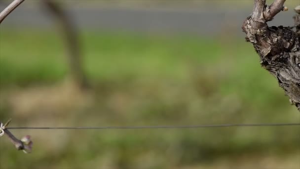 Vignoble, Nouvelle croissance bourgeonnant de la vigne — Video