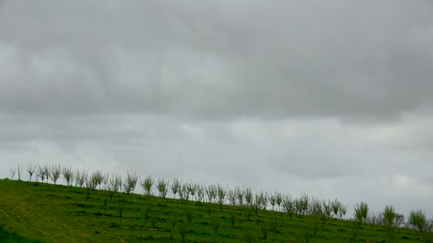 Timelapse, Linhas de ameixas na manhã de primavera e nuvens de chuva — Vídeo de Stock