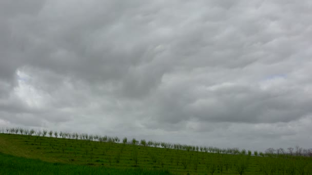 Timelapse, rader av plommonträd i våren morgonen och regn moln — Stockvideo