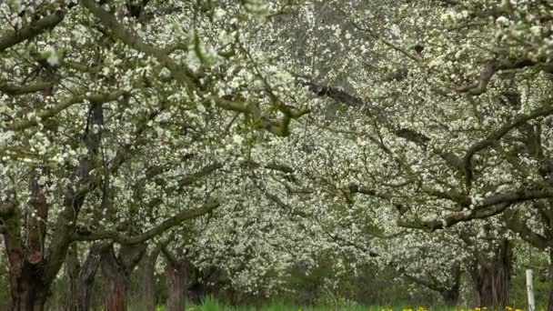 Agriculture, beautiful blosoming plum fruit trees in orchard, Lot et Garonne, 47 — Stock Video