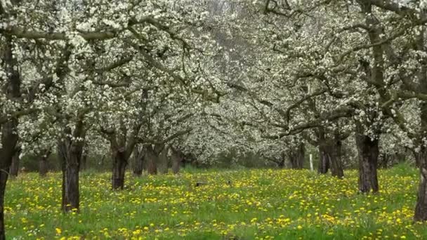 Landbouw, prachtige blosoming plum fruitbomen in de boomgaard, Lot et Garonne, 47 — Stockvideo