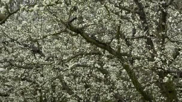 Landbouw, prachtige blosoming plum fruitbomen in de boomgaard, Lot et Garonne, 47 — Stockvideo