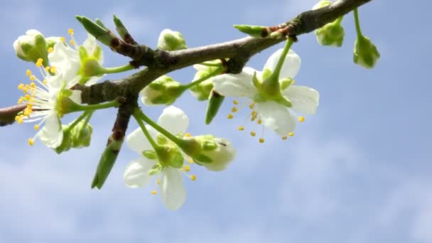 Agricoltura, bellissimi alberi di prugne in fiore nel frutteto, Lot et Garonne, 47 — Video Stock