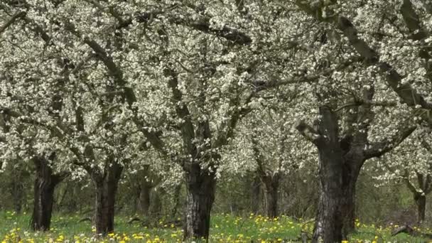 Agricultura, hermosos árboles frutales de ciruela en flor en el huerto, Lot et Garonne, 47 — Vídeos de Stock