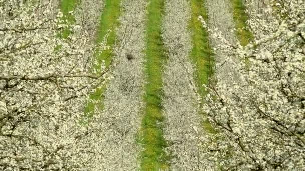 Landbouw, prachtige blosoming plum fruitbomen in de boomgaard, Lot et Garonne, 47 — Stockvideo