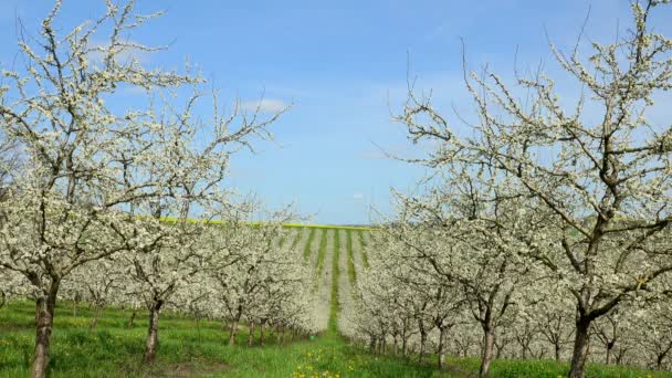 Landwirtschaft, schöne blühende Zwetschgenbäume im Obstgarten, lot et garonne, 47 — Stockvideo