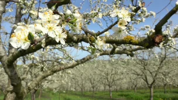 Agriculture, beautiful blosoming plum fruit trees in orchard, Lot et Garonne, 47 — Stock Video
